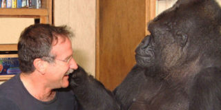 Keko è morta a 46 anni la gorilla che parlava la lingua dei segni e aveva Robin Williams come amico.