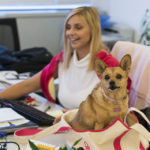 Giornata mondiale del cane in ufficio: perché è un bene portarlo a lavoro