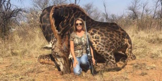 giraffa-nera