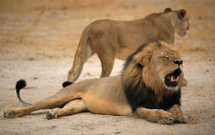 Uccide una giraffa e posta orgogliosa la foto: l'ira del web
