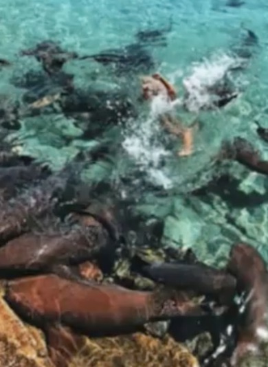 Influencer morsa da uno squalo: stava tentando lo scatto perfetto