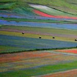 La bellezza mozzafiato della fioritura delle lenticchie in Italia