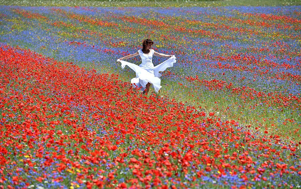 La bellezza mozzafiato della fioritura delle lenticchie in Italia