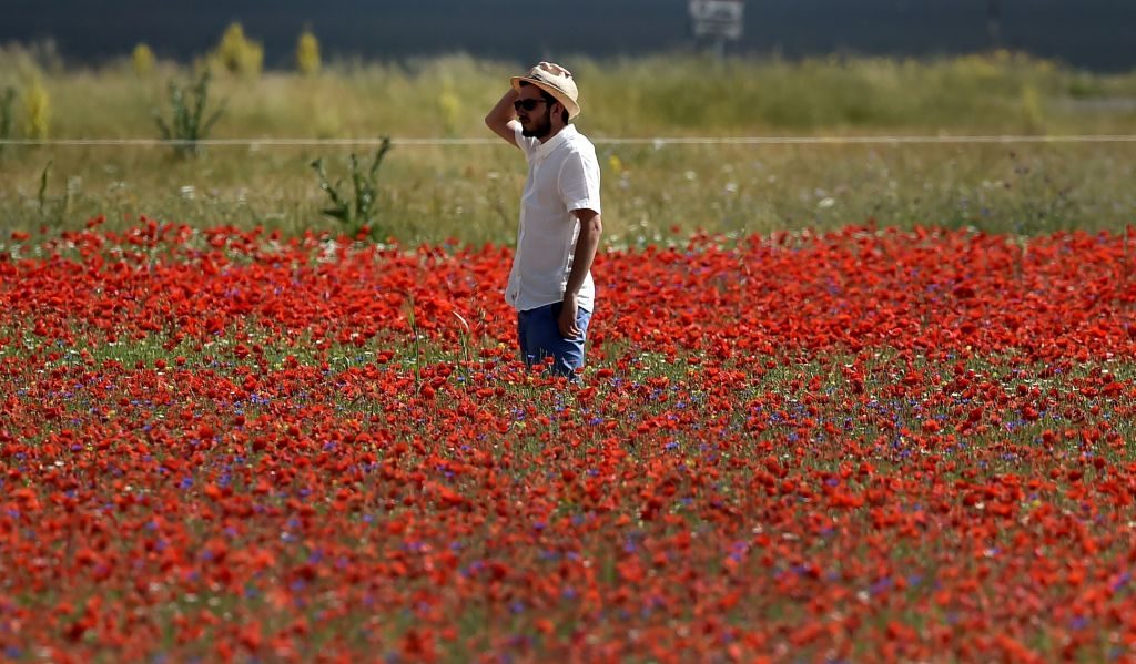 La bellezza mozzafiato della fioritura delle lenticchie in Italia