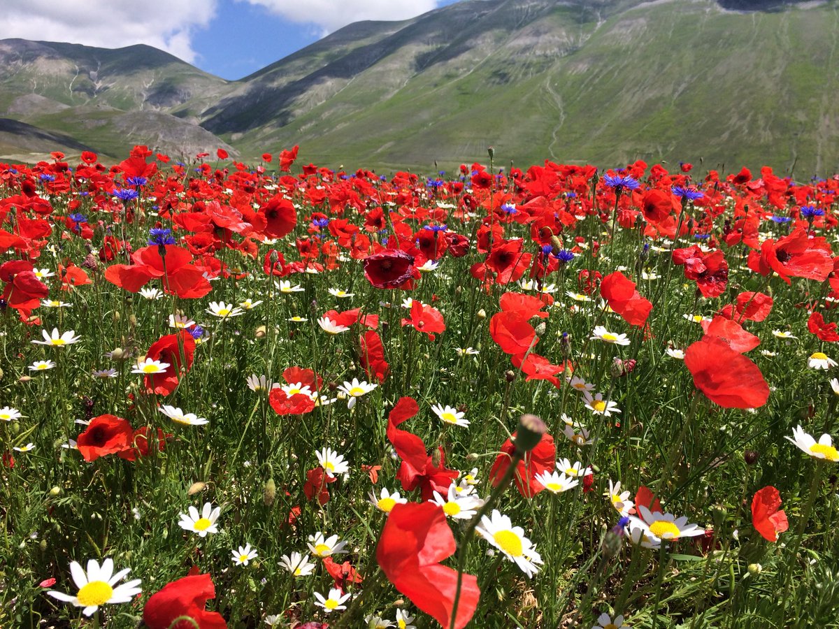 La bellezza mozzafiato della fioritura delle lenticchie in Italia
