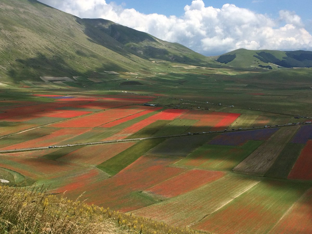 La bellezza mozzafiato della fioritura delle lenticchie in Italia