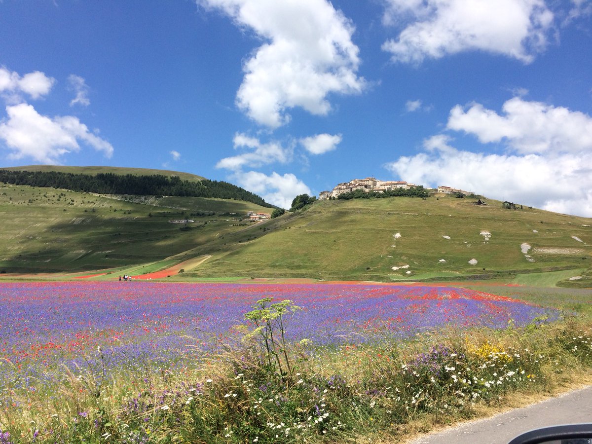 La bellezza mozzafiato della fioritura delle lenticchie in Italia