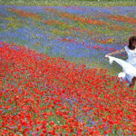 La bellezza mozzafiato della fioritura delle lenticchie in Italia