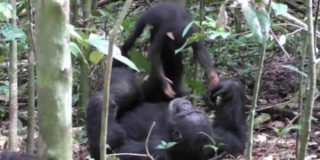 Tai Chimpanzee Project