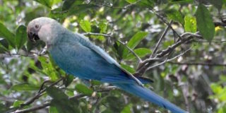 Addio all’ara di Spix, il pappagallo blu di Rio si è estinto in natura