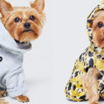 H&M e Moschino, arriva la linea per gli animali