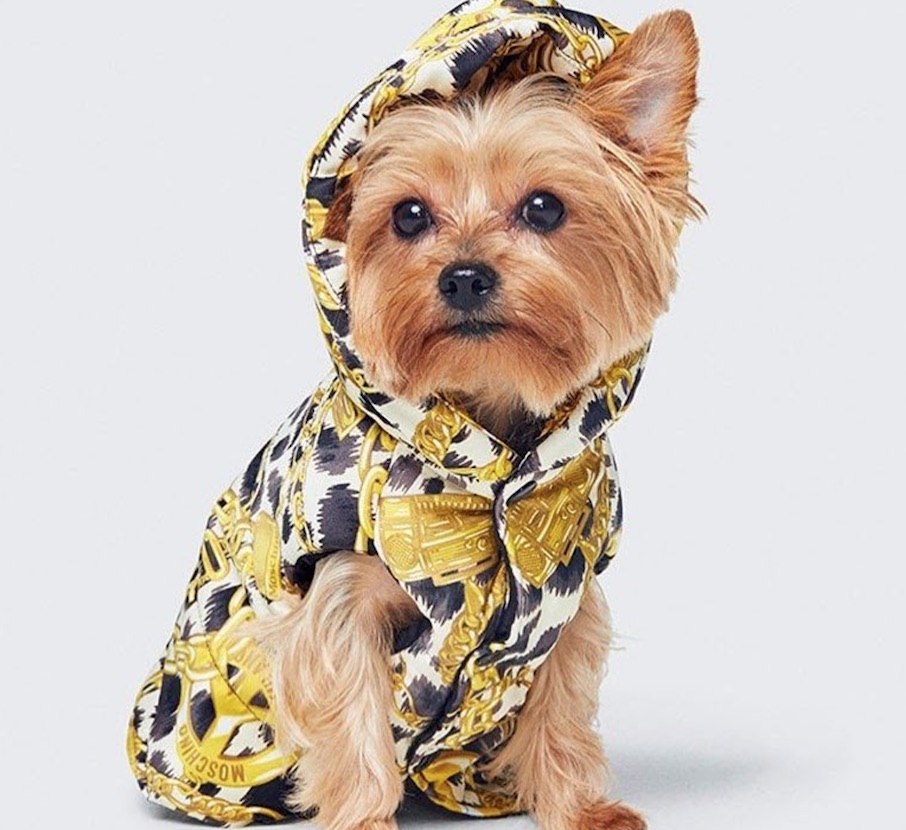 H&M e Moschino, arriva la linea per gli animali