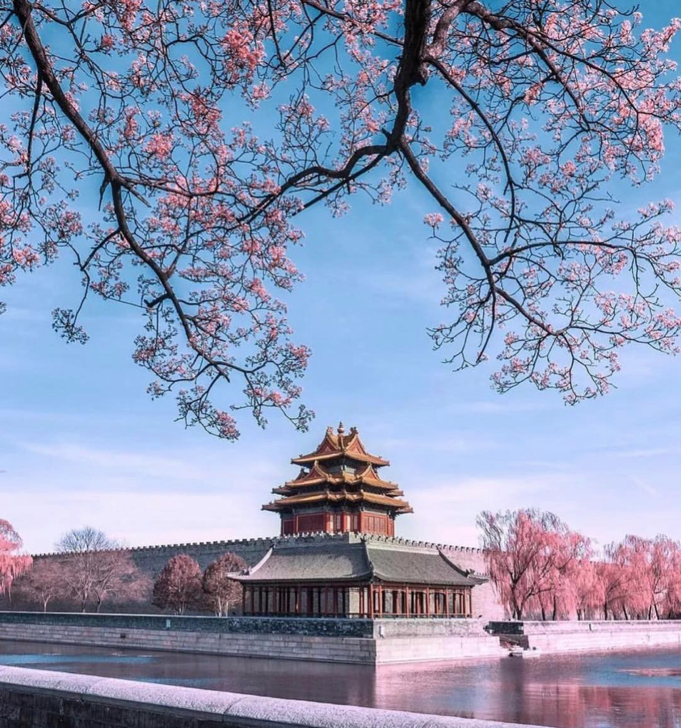 Lo spettacolo magnetico della fioritura dei ciliegi in Cina