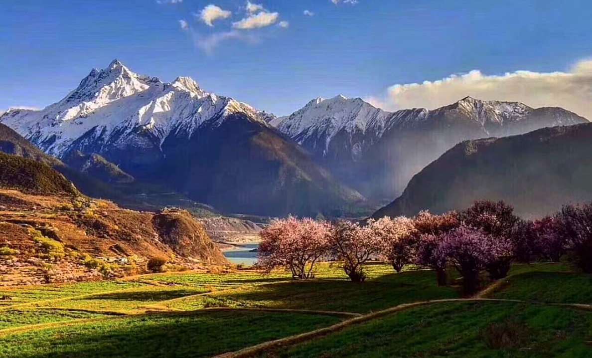 Lo spettacolo magnetico della fioritura dei ciliegi in Cina