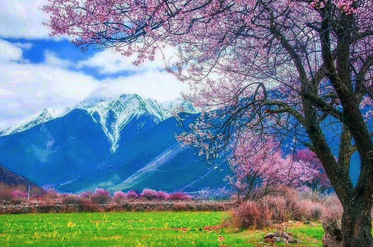 Lo spettacolo magnetico della fioritura dei ciliegi in Cina