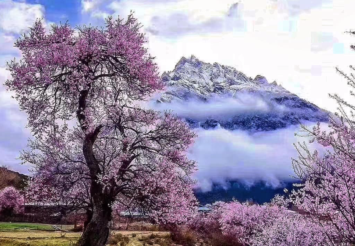 Lo spettacolo magnetico della fioritura dei ciliegi in Cina
