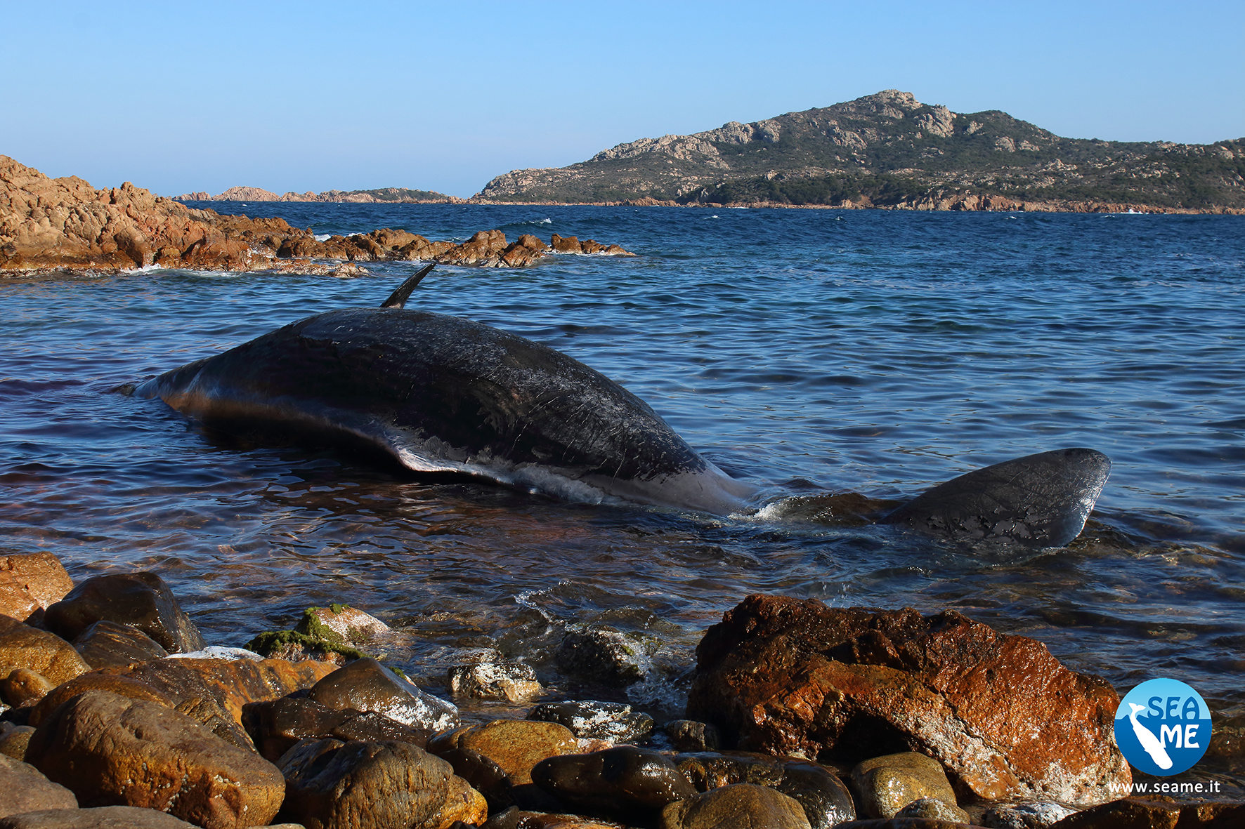 22 kg di plastica nello stomaco e un feto: la tragica fine del capodoglio in Sardegna