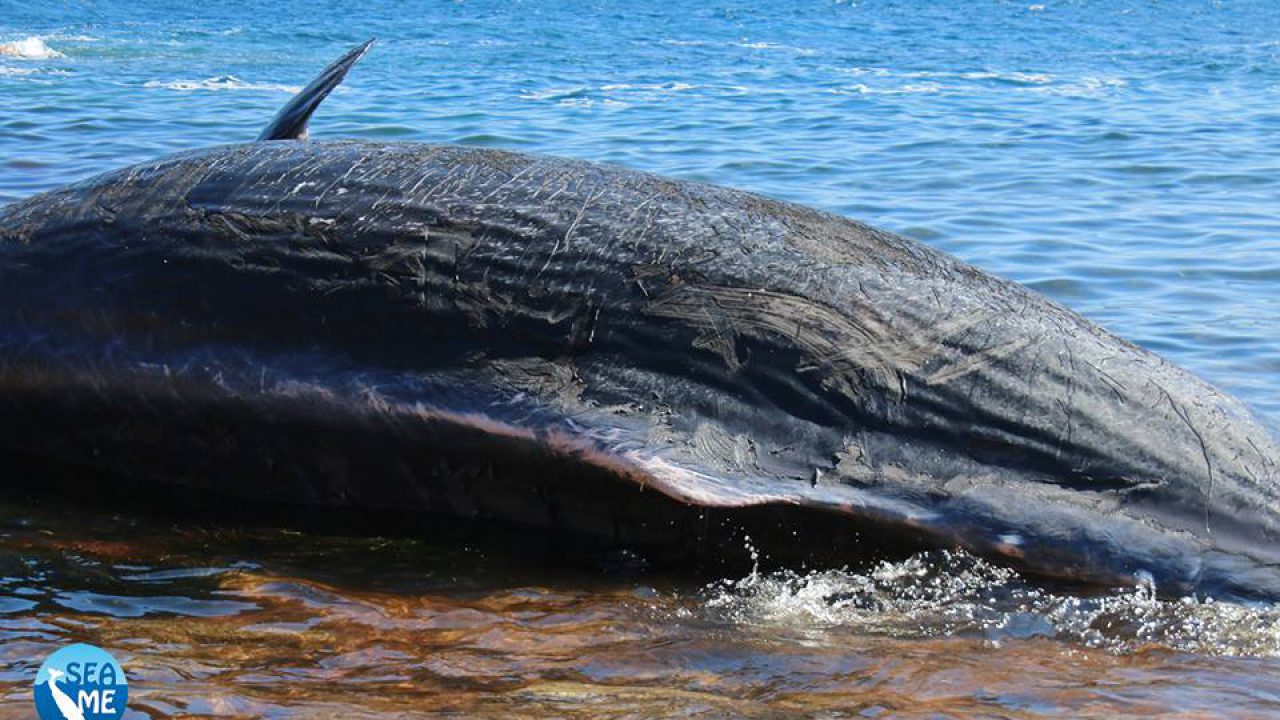 22 kg di plastica nello stomaco e un feto: la tragica fine del capodoglio in Sardegna