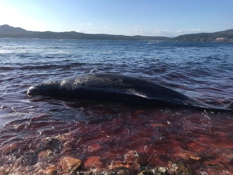 22 kg di plastica nello stomaco e un feto: la tragica fine del capodoglio in Sardegna