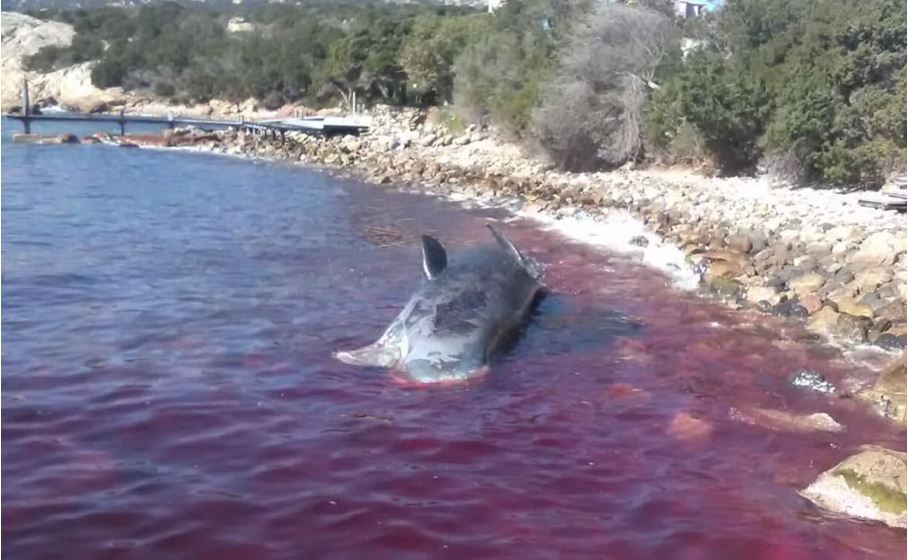 22 kg di plastica nello stomaco e un feto: la tragica fine del capodoglio in Sardegna
