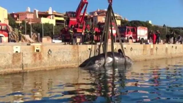 22 kg di plastica nello stomaco e un feto: la tragica fine del capodoglio in Sardegna