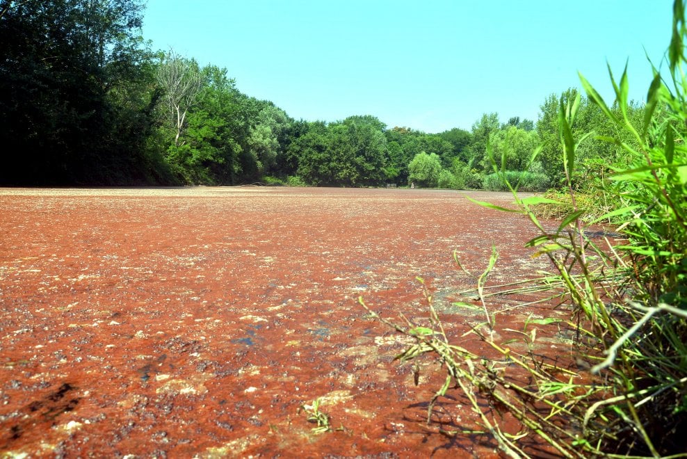 Da Milano a Rimini, perché l’acqua diventa rossa: i rischi o meno dell’alga