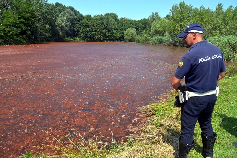 Da Milano a Rimini, perché l’acqua diventa rossa: i rischi o meno dell’alga
