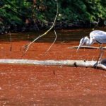 Da Milano a Rimini, perché l’acqua diventa rossa: i rischi o meno dell’alga