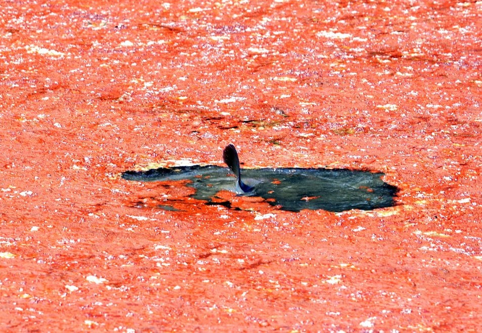 Da Milano a Rimini, perché l’acqua diventa rossa: i rischi o meno dell’alga