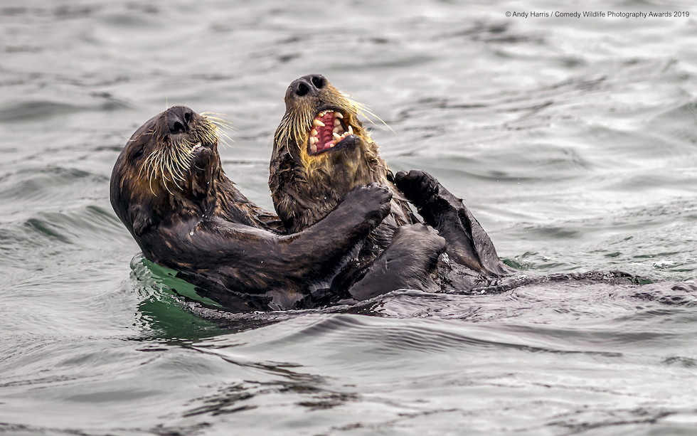 Animali che fanno ridere: 20 facce che non pensavate potessero fare