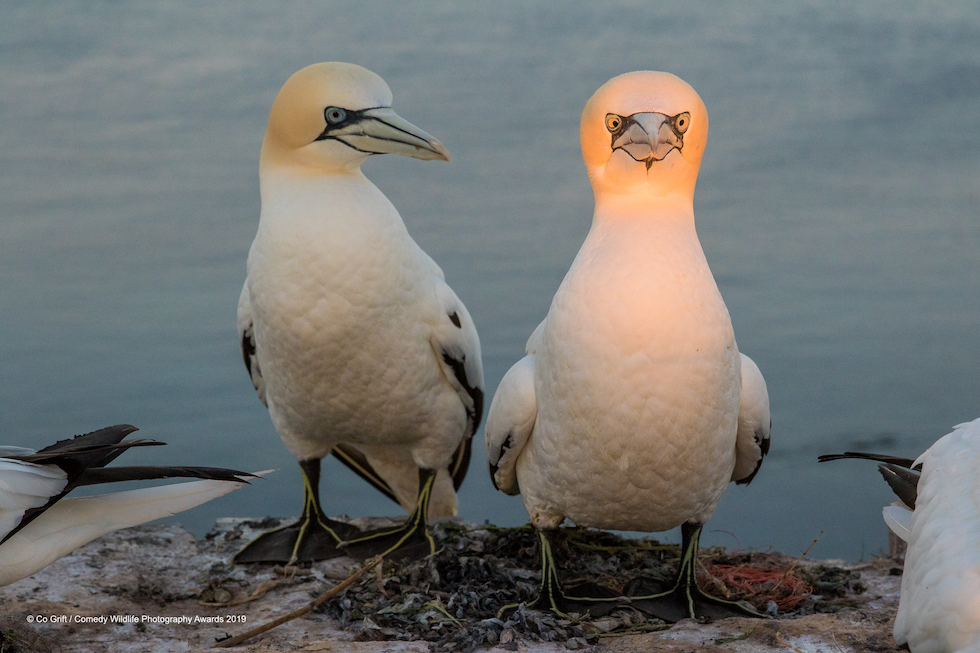 Animali che fanno ridere: 20 facce che non pensavate potessero fare