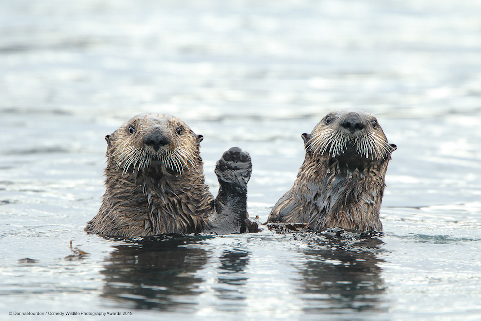 Animali che fanno ridere: 20 facce che non pensavate potessero fare