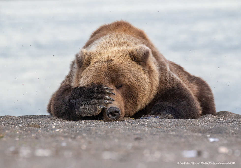 Animali che fanno ridere: 20 facce che non pensavate potessero fare