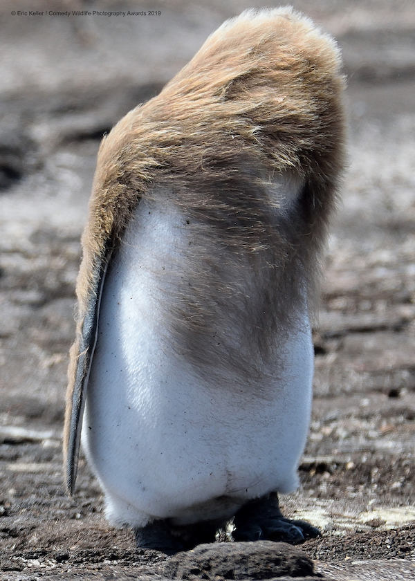 Animali che fanno ridere: 20 facce che non pensavate potessero fare