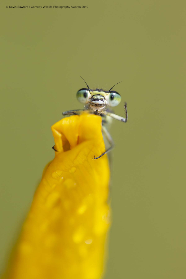 Animali che fanno ridere: 20 facce che non pensavate potessero fare