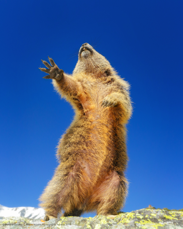 Animali che fanno ridere: 20 facce che non pensavate potessero fare