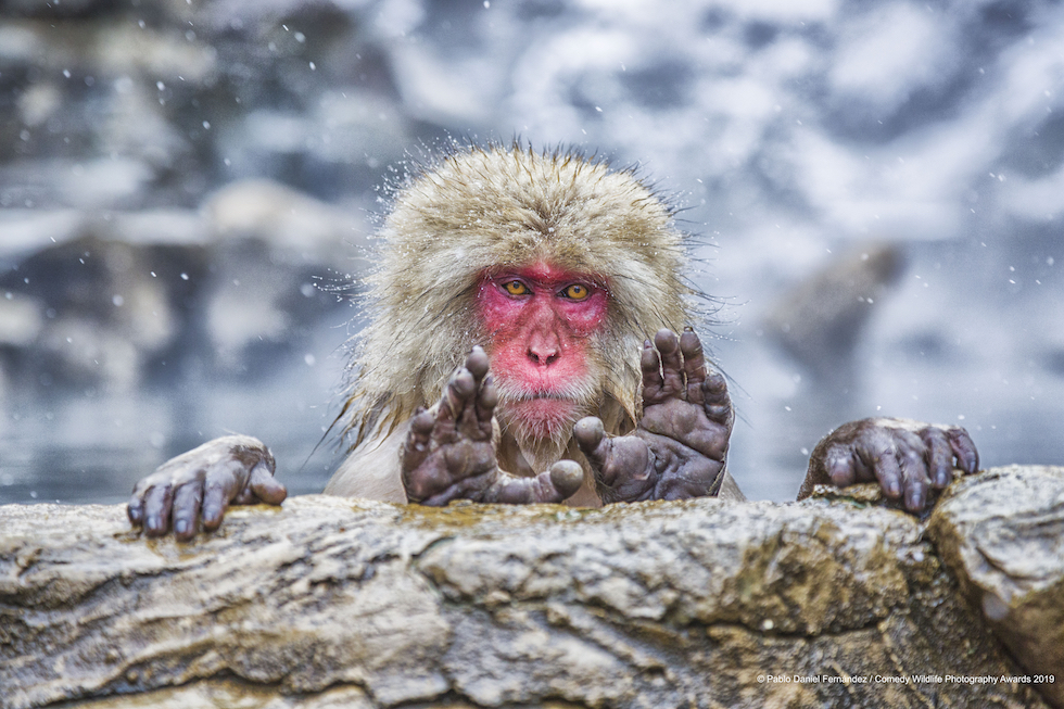 Animali che fanno ridere: 20 facce che non pensavate potessero fare