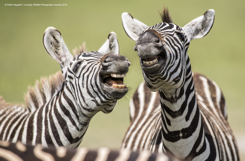 Animali che fanno ridere: 20 facce che non pensavate potessero fare