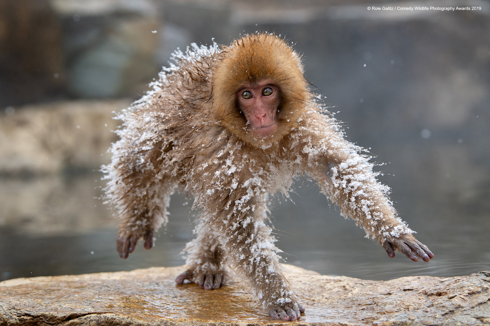 Animali che fanno ridere: 20 facce che non pensavate potessero fare