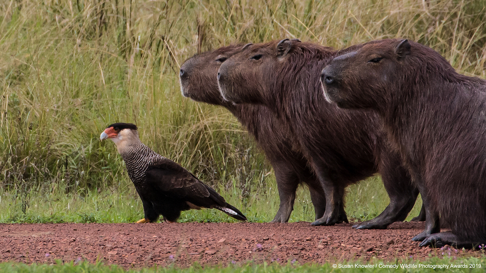 Animali che fanno ridere: 20 facce che non pensavate potessero fare