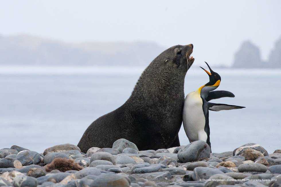 Animali che fanno ridere: 20 facce che non pensavate potessero fare