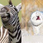 Animali che fanno ridere: 20 facce che non pensavate potessero fare