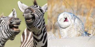 Comedy Wildlife Photography Awards