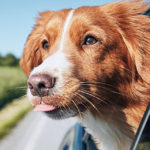 Cercasi “furrfluencer”, il lavoro dei sogni per il tuo cane (con padrone al seguito)