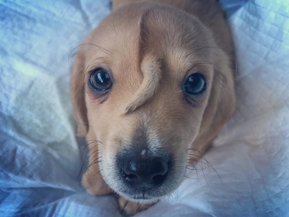 Chi è Narwhal, il cane unicorno con la coda in fronte che sta facendo innamorare il web
