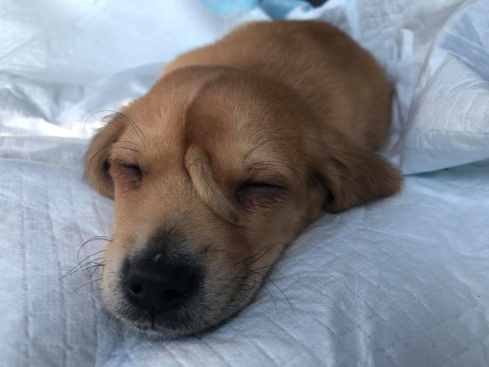 Chi è Narwhal, il cane unicorno con la coda in fronte che sta facendo innamorare il web
