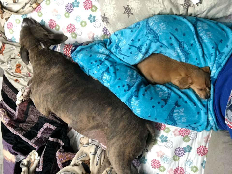 Chi è Narwhal, il cane unicorno con la coda in fronte che sta facendo innamorare il web