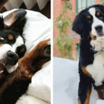 Cercasi “fur butler”, baby sitter e social media manager per cane influencer
