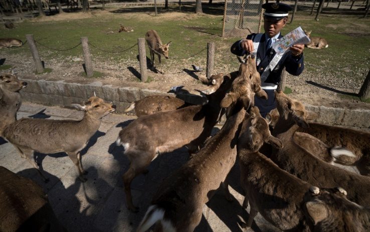 Gli effetti ambientali del Coronavirus: scimmie, anatre e lepri ripopolano le città