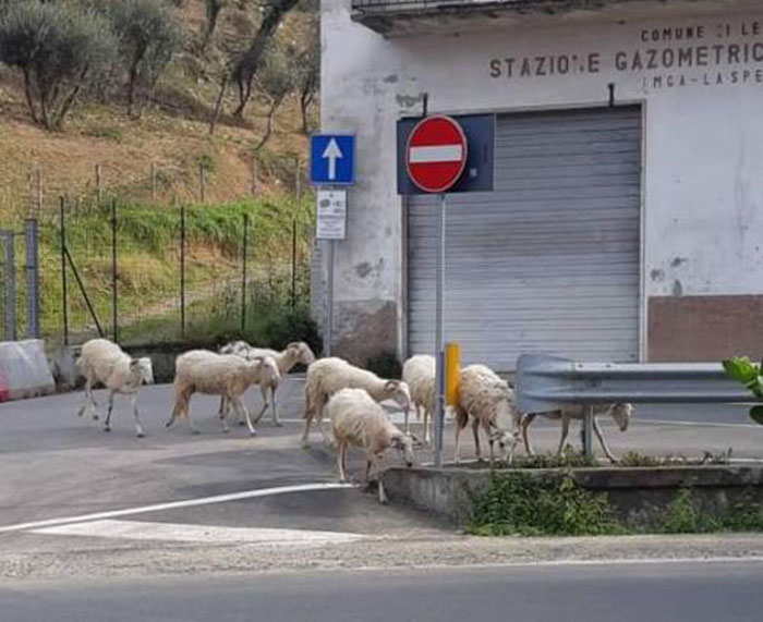 Gli effetti ambientali del Coronavirus: scimmie, anatre e lepri ripopolano le città